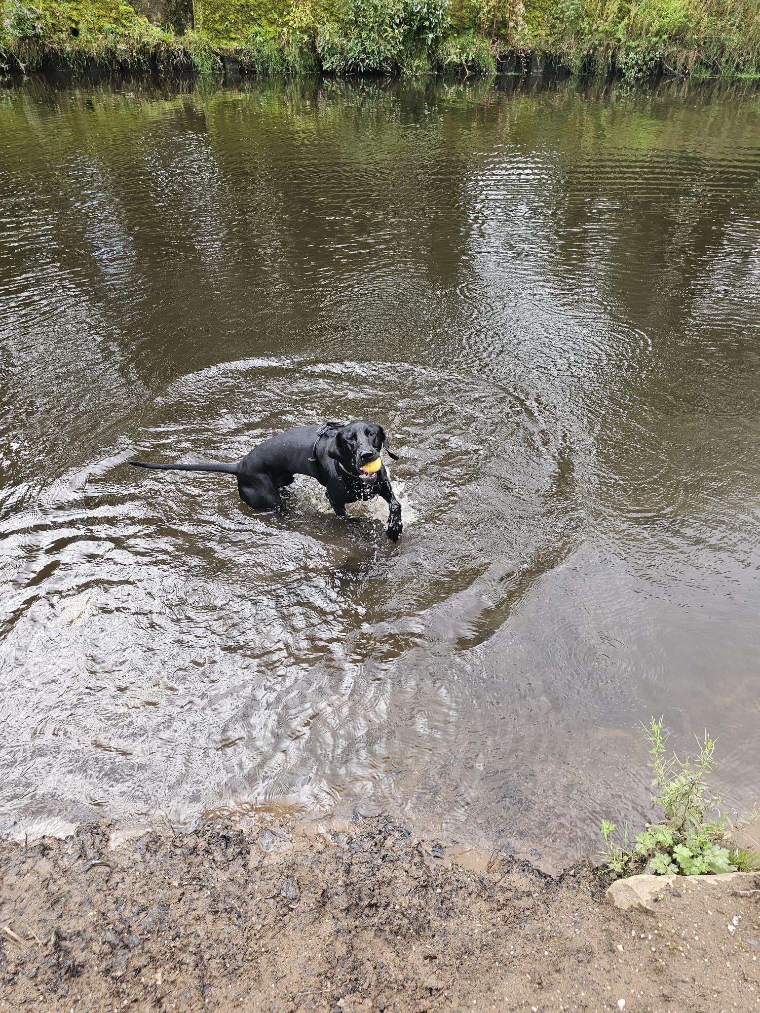Happy dog on a solo walk in Chorlton or Didsbury